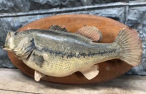 Mounted Largemouth Bass, Taxidermy Fish, Vintage Sport Game Fishing Trophy