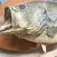 Mounted Largemouth Bass, Taxidermy Fish, Vintage Sport Game Fishing Trophy
