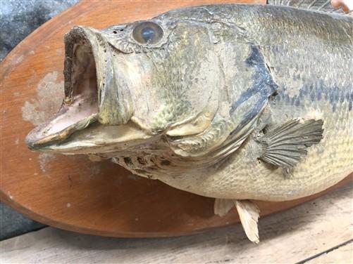 Mounted Largemouth Bass, Taxidermy Fish, Vintage Sport Game Fishing Trophy