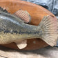 Mounted Largemouth Bass, Taxidermy Fish, Vintage Sport Game Fishing Trophy