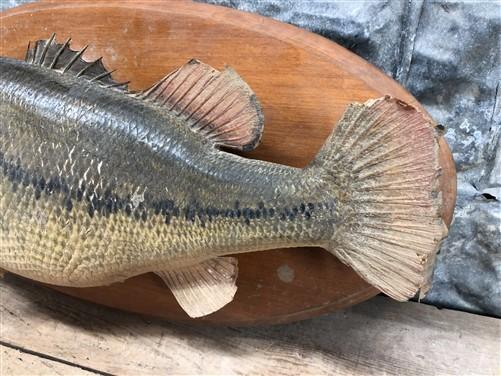 Mounted Largemouth Bass, Taxidermy Fish, Vintage Sport Game Fishing Trophy