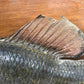 Mounted Largemouth Bass, Taxidermy Fish, Vintage Sport Game Fishing Trophy