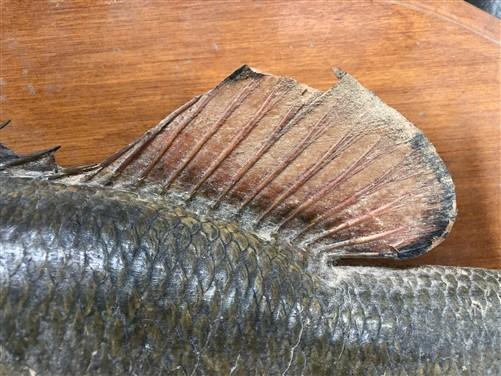 Mounted Largemouth Bass, Taxidermy Fish, Vintage Sport Game Fishing Trophy