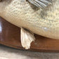 Mounted Largemouth Bass, Taxidermy Fish, Vintage Sport Game Fishing Trophy