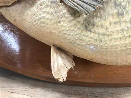 Mounted Largemouth Bass, Taxidermy Fish, Vintage Sport Game Fishing Trophy