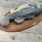 Mounted Largemouth Bass, Taxidermy Fish, Vintage Sport Game Fishing Trophy