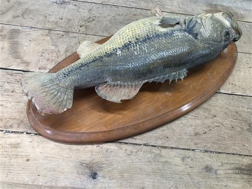 Mounted Largemouth Bass, Taxidermy Fish, Vintage Sport Game Fishing Trophy
