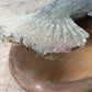 Mounted Largemouth Bass, Taxidermy Fish, Vintage Sport Game Fishing Trophy