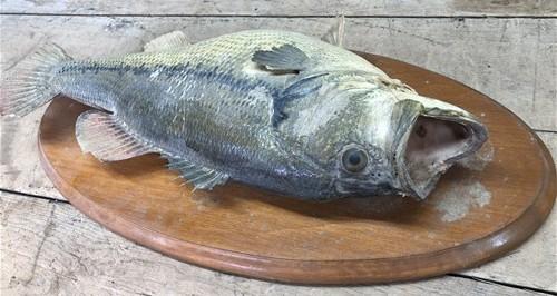 Mounted Largemouth Bass, Taxidermy Fish, Vintage Sport Game Fishing Trophy