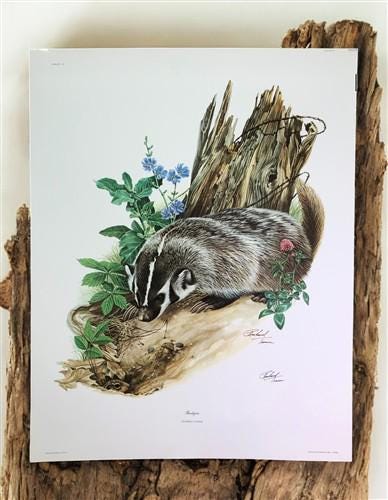 Art & Collectibles > Prints > Lithographs - Richard Timm, Badger, Signed Print, 28x22 Wade Collection, Plate 10 by The Old...