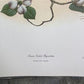 Art & Collectibles > Prints > Lithographs - Richard Sloan, Flycatcher, Signed Print, 28x22, Wade Collection, Plate 28 by T...