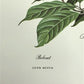 Art & Collectibles > Prints > Lithographs - Richard Timm, Bobcat, Signed Print, 28x22 Wade Collection, Plate 8 by The Old...