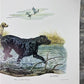 Art & Collectibles > Prints > Lithographs - Ernest Hart, Yellow Black Labradors, Signed Dog Print, 16x20, Wade Collection,...