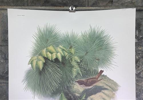 Art & Collectibles > Prints > Lithographs - Richard Sloan, Hermit Thrush, Signed Print, 28x22, Wade Collection, Plate 34 b...