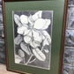 Home & Living > Home Decor > Wall Decor > Wall Hangings - Mark Catesby, Magnolia Altissima, Plate 61, Ehret, Framed Botani...