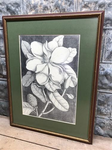 Home & Living > Home Decor > Wall Decor > Wall Hangings - Mark Catesby, Magnolia Altissima, Plate 61, Ehret, Framed Botani...