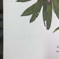 Maryrose Wampler, Rhododendron & Laurel, Signed Print, 28x22 Wall Art, Plate 29