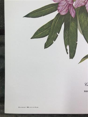 Maryrose Wampler, Rhododendron & Laurel, Signed Print, 28x22 Wall Art, Plate 29