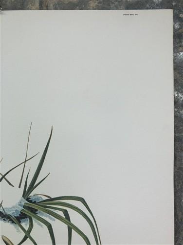 Art & Collectibles > Prints > Lithographs - Richard Timm, Porcupine, Signed Print, 28x22 Wade Collection, Plate 35 by The...
