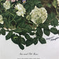 Art & Collectibles > Prints > Lithographs - Maryrose Wampler, Iris & Old Roses, Signed Print, 28x22 Wall Art, Plate 3 by T...