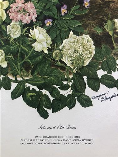 Art & Collectibles > Prints > Lithographs - Maryrose Wampler, Iris & Old Roses, Signed Print, 28x22 Wall Art, Plate 3 by T...