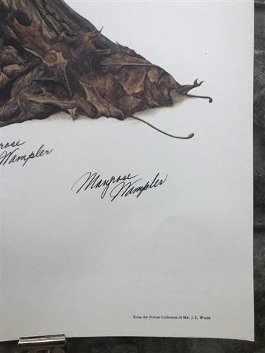 Art & Collectibles > Prints > Lithographs - Maryrose Wampler, Piedmont Azalea Violet, Signed Print, 28x22 Wall Art, Plate...