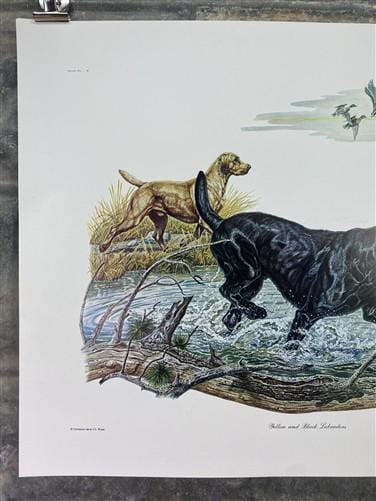 Art & Collectibles > Prints > Lithographs - Ernest Hart, Yellow Black Labradors, Signed Dog Print, 16x20, Wade Collection,...