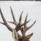 Art & Collectibles > Prints - Axel Amuchastegui, White Tailed Deer, 20.75x14 South American Art Print L by The Old Grainer...