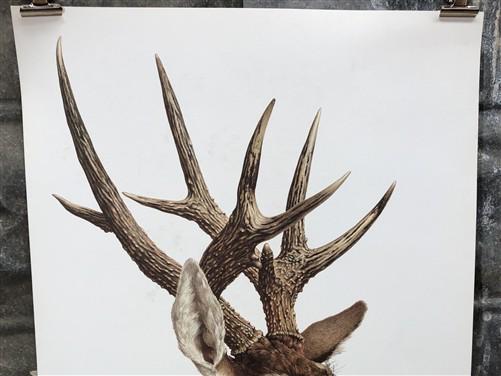 Art & Collectibles > Prints - Axel Amuchastegui, White Tailed Deer, 20.75x14 South American Art Print L by The Old Grainer...
