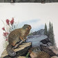 Art & Collectibles > Prints > Lithographs - Richard Timm, Ground Squirrel, Signed Print, 28x22 Wade Collection, Plate 31 b...