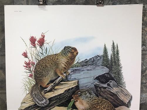 Art & Collectibles > Prints > Lithographs - Richard Timm, Ground Squirrel, Signed Print, 28x22 Wade Collection, Plate 31 b...