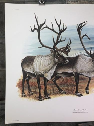 Art & Collectibles > Prints > Lithographs - Richard Timm, Ground Caribou, Signed Print, 28x22 Wade Collection, Plate 36 by...