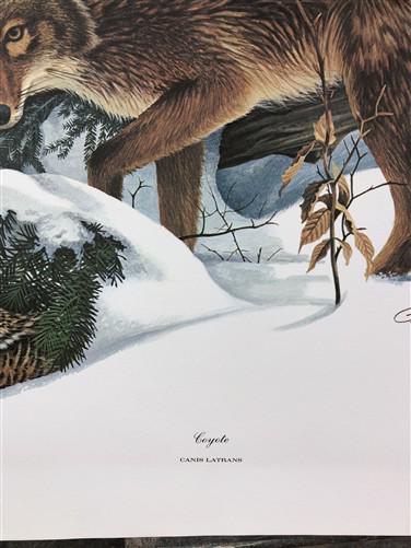 Art & Collectibles > Prints > Lithographs - Richard Timm, Coyote, Signed Print, 28x22 Wade Collection, Plate 21 by The Old...