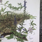 Art & Collectibles > Prints > Lithographs - Maryrose Wampler, Passion Vine, Signed Print, 28x22 Wall Art, Plate 18 by The...