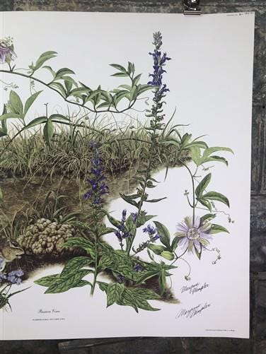 Art & Collectibles > Prints > Lithographs - Maryrose Wampler, Passion Vine, Signed Print, 28x22 Wall Art, Plate 18 by The...