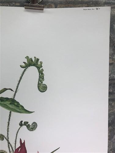 Maryrose Wampler, Trillium, Signed Print, 28x22 Wall Art, Plate 21