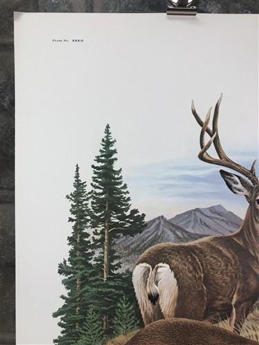 Art & Collectibles > Prints > Lithographs - Richard Timm, Mule Deer, Signed Print, 28x22 Wade Collection, Plate 32 by The...