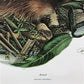 Art & Collectibles > Prints > Lithographs - Richard Timm, Muskrat, Signed Print, 28x22 Wade Collection, Plate 17 by The Ol...