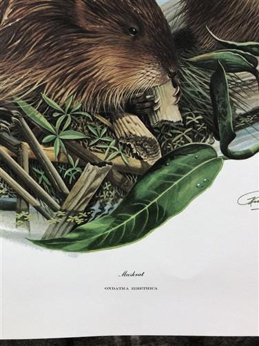 Art & Collectibles > Prints > Lithographs - Richard Timm, Muskrat, Signed Print, 28x22 Wade Collection, Plate 17 by The Ol...