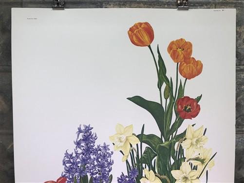 Art & Collectibles > Prints > Lithographs - Maryrose Wampler, Spring Bulbs, Signed Print, 28x22 Wall Art, Plate 26 by The...