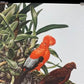 Art & Collectibles > Prints - Axel Amuchastegui, Andean Cock of the Rock, 20.75x14 South American Bird Print E by The Old...