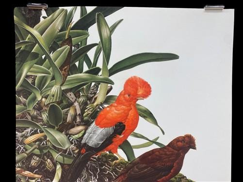 Art & Collectibles > Prints - Axel Amuchastegui, Andean Cock of the Rock, 20.75x14 South American Bird Print E by The Old...