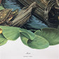 Art & Collectibles > Prints > Lithographs - Richard Timm, Mink, Signed Print, 28x22 Wade Collection, Plate 22 by The Old G...