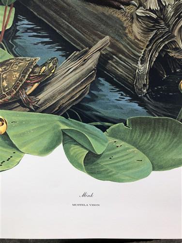 Art & Collectibles > Prints > Lithographs - Richard Timm, Mink, Signed Print, 28x22 Wade Collection, Plate 22 by The Old G...