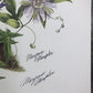Art & Collectibles > Prints > Lithographs - Maryrose Wampler, Passion Vine, Signed Print, 28x22 Wall Art, Plate 18 by The...