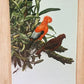 Art & Collectibles > Prints - Axel Amuchastegui, Andean Cock of the Rock, 20.75x14 South American Bird Print E by The Old...
