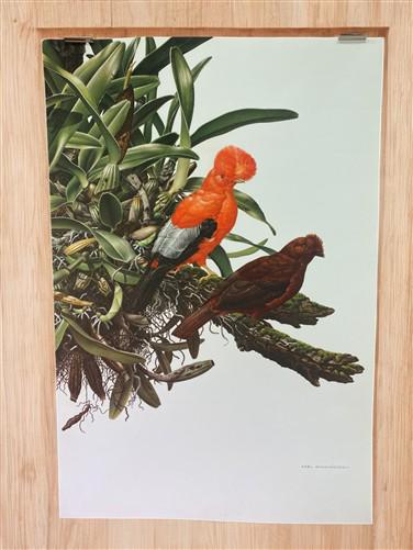 Art & Collectibles > Prints - Axel Amuchastegui, Andean Cock of the Rock, 20.75x14 South American Bird Print E by The Old...