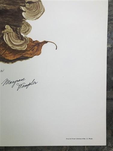 Art & Collectibles > Prints > Lithographs - Maryrose Wampler, Daisy Mum, Signed Print, 28x22 Wall Art, Plate 4 by The Old...