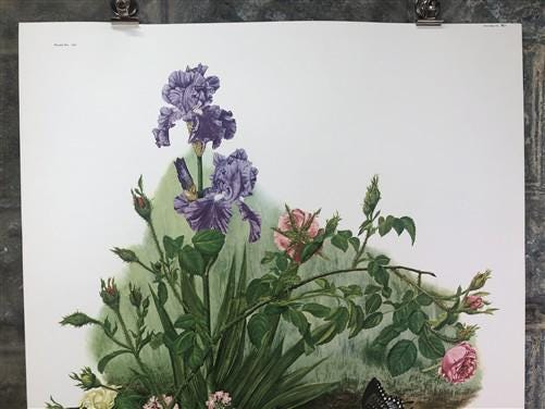 Art & Collectibles > Prints > Lithographs - Maryrose Wampler, Iris & Old Roses, Signed Print, 28x22 Wall Art, Plate 3 by T...