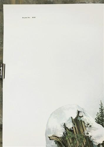 Art & Collectibles > Prints > Lithographs - Richard Timm, Coyote, Signed Print, 28x22 Wade Collection, Plate 21 by The Old...